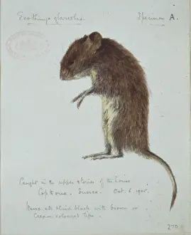 Dr Edward Wilson Prints: Clethrionomys glareolus, bank vole