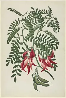 Clianthus puniceus, scarlet clianthus