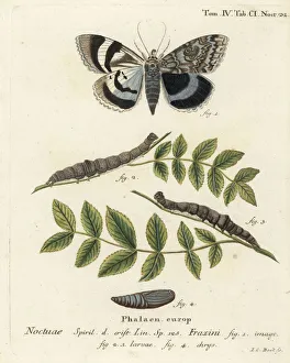 Images Dated 24th May 2019: Clifden nonpareil, Catocala fraxini