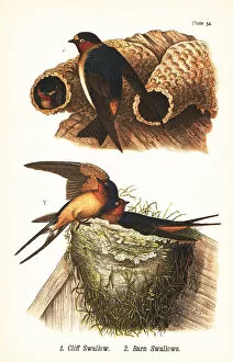 Cliff swallow and barn swallow
