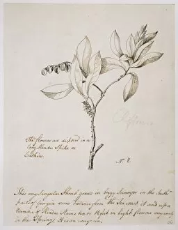 Alecto Gallery: Cliftonia monophylla, buckwheat tree