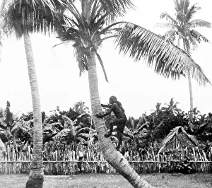 Oceania Prints: Climbing coconut palm, Tonga, Victorian period