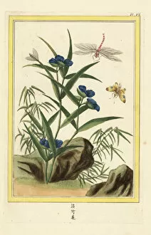 Dragonfly Collection: Climbing dayflower, Commelina diffusa