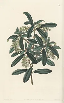 Shrub Prints: Climbing fetterbush, Pieris phillyreifolia