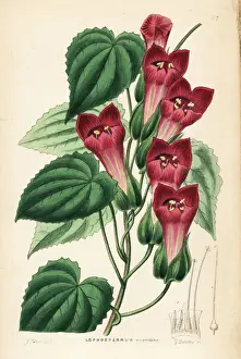 Climbing lophospermum, Lophospermum scandens