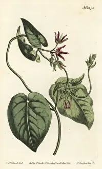 Virginian Prints: Climbing milkvine, Matelea obliqua
