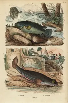 Scandens Prints: Climbing perch and four-eyed fish