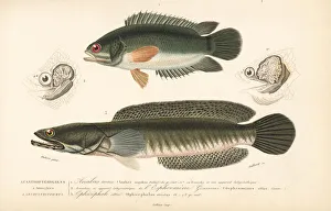 Climbing perch and snakehead murrel Climbing perch and snakehead murrel