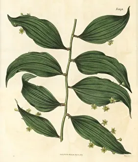 Butchers Prints: Climbings butchers broom, Semele androgyna