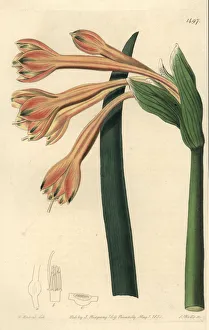 Fulvus Gallery: Clinanthus fulvus