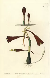 Coburg Collection: Clinanthus humilis