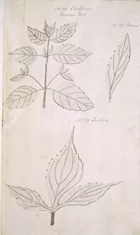 Labiatae Collection: Clinopodium vulgare, wild basil