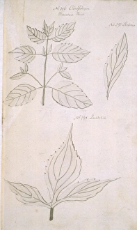 Labiatae Collection: Clinopodium vulgare, wild basil
