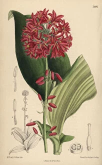 Lily Gallery: Clintonia andrewsiana, bead lily native to California