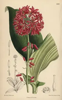 Matilda Prints: Clintonia andrewsiana, bead lily native to California