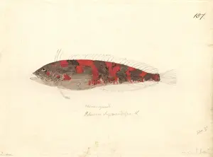 Forster Prints: Clinus superciliosus, super klipfish