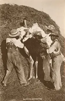 Pinned Prints: Clipping Ostrich Feathers - South Africa