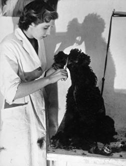 Clipping a Poodle/Black