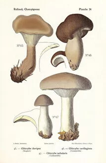 Clouded Collection: Clitocybe mushrooms