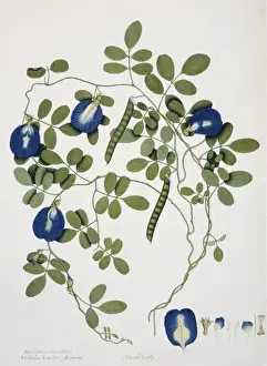 Fabaceae Prints: Clitoria ternatea Linn. butterfly pea