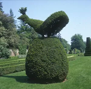 Images Dated 10th June 2019: Cliveden, Bucks - Peacock Topiary in the Gardens