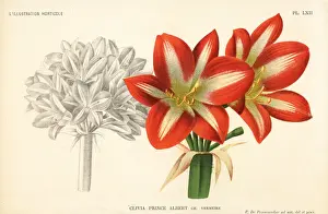Clivia hybrid, Prince Charles, raised by Charles Vermeire