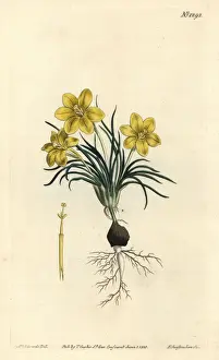 Moraea Prints: Clockflower, Moraea fugacissima
