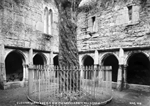 Cloisters Prints: Cloister Garth and Old Yew, Muckross Abbey, Killarney