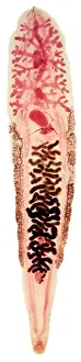 Infectious Prints: Clonorchis sinensis, liver fluke