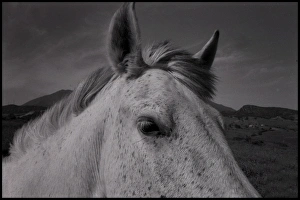Images Dated 6th October 2015: Close up horses head Spain