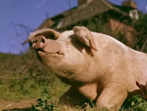 Contented Collection: Close-up portrait of a pig