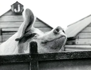 Contented Collection: Close-up portrait of a smiling pig