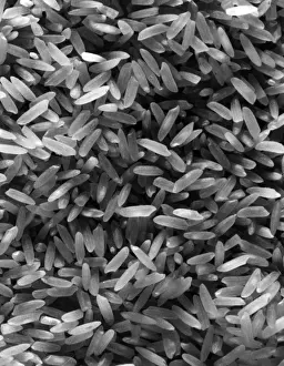 Close-Up of Rice