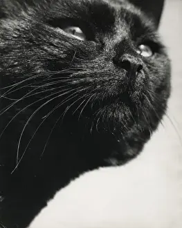 Closeup of black cat