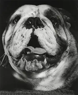 Closeup of a bulldog