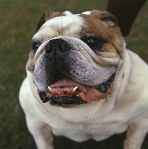 Images Dated 27th January 2017: Closeup of a bulldog