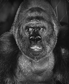 Images Dated 26th January 2017: Closeup of a gorilla