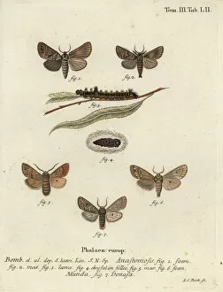 Phalaena Collection: Clostera anastomosis and Nudaria mundana