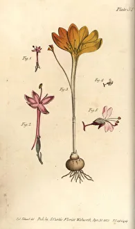 Alpina Gallery: Cloth of gold, Crocus angustifolius and enchanter s