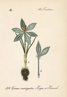 Reticulatus Prints: Cloth of gold crocus, Crocus reticulatus