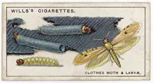 Larvae Prints: Clothes Moth