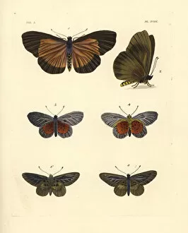 Clouded Collection: Clouded bemastistes, glassy acraea and white