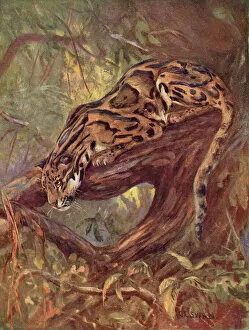 Clouded Collection: Clouded Leopard