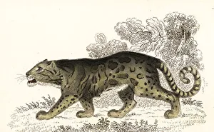 Clouded leopard, Neofelis nebulosa