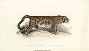 Clouded Collection: Clouded leopard, Neofelis nebulosa. Vulnerable