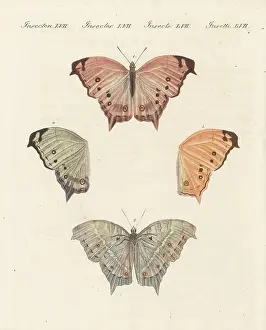 Clouded mother-of-pearl, Protogoniomorpha anacardii