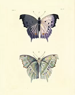 Clouded Collection: Clouded mother of pearl butterfly, Protogoniomorpha