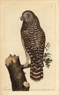 Clouded Collection: Clouded owl, great grey owl, ghost owl or Lapland