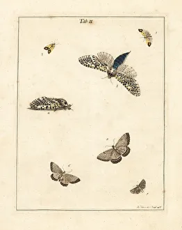 Diptera Prints: Clouded straw, wood leopard, scallop shell moth, etc
