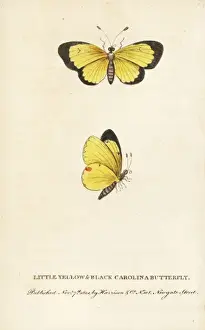 Georgeedwards Prints: Clouded sulphur butterfly, Colias philodice